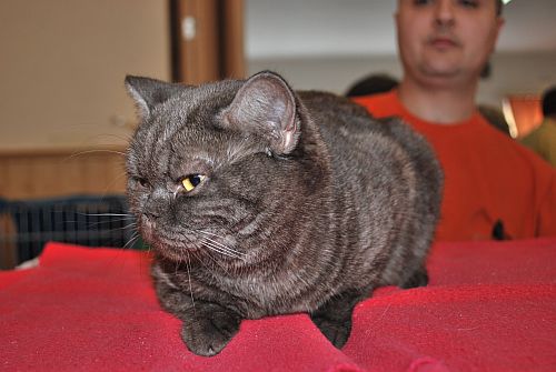 koka